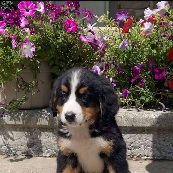 Dolly, Bernese Mountain Dog Puppy